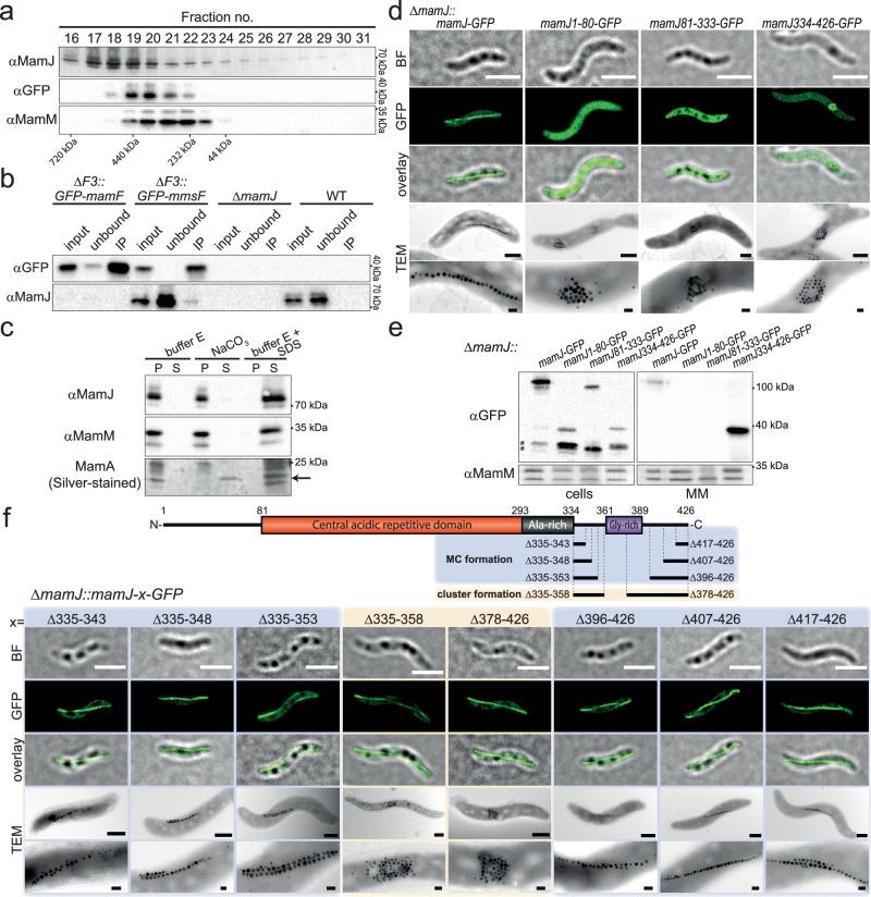 https://cdn.ncbi.nlm.nih.gov/pmc/blobs/05be/11628618/1e771718e313/41467_2024_55121_Fig4_HTML.jpg