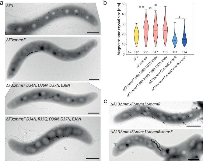 https://cdn.ncbi.nlm.nih.gov/pmc/blobs/05be/11628618/9b4281e0a771/41467_2024_55121_Fig5_HTML.jpg