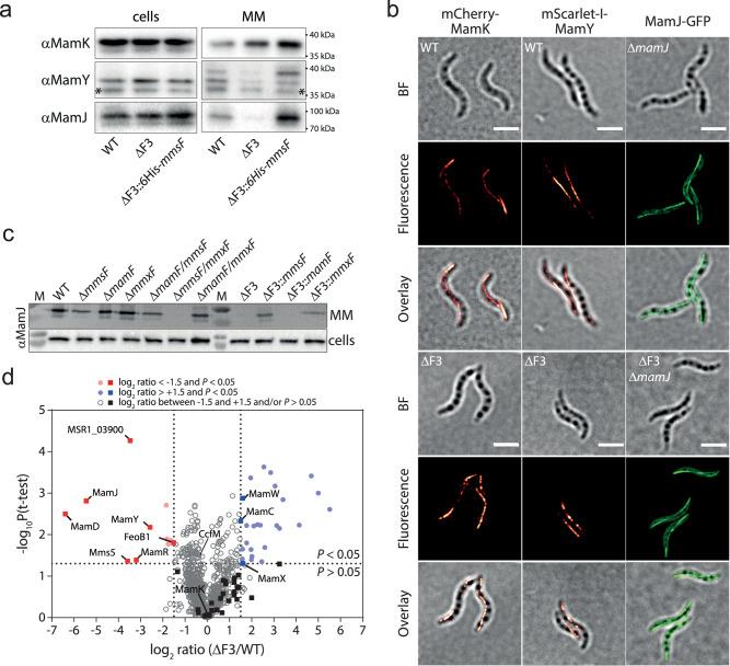 https://cdn.ncbi.nlm.nih.gov/pmc/blobs/05be/11628618/f828faec8f73/41467_2024_55121_Fig3_HTML.jpg