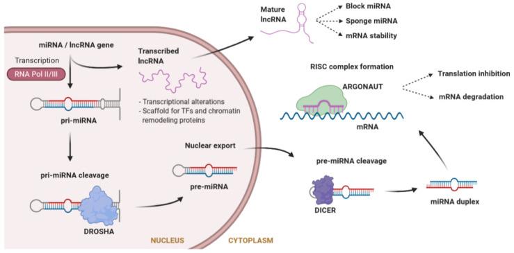 https://cdn.ncbi.nlm.nih.gov/pmc/blobs/05c0/7698069/c5c0b8c15271/ijms-21-08556-g002.jpg