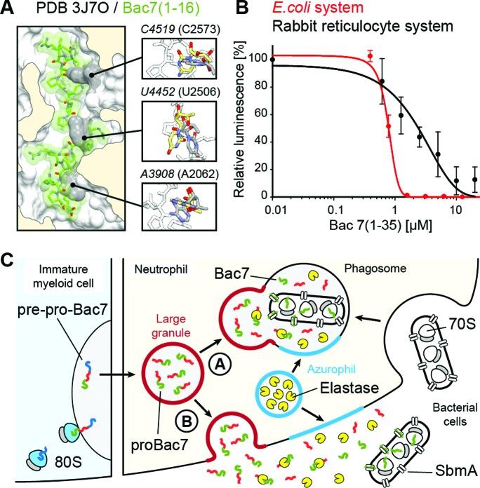 https://cdn.ncbi.nlm.nih.gov/pmc/blobs/05c2/4797285/92db3d323a3b/gkv1545fig5.jpg
