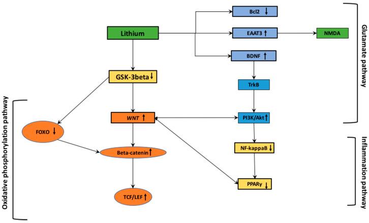 https://cdn.ncbi.nlm.nih.gov/pmc/blobs/05c2/7911116/cd4ece5c329a/cells-10-00230-g002.jpg