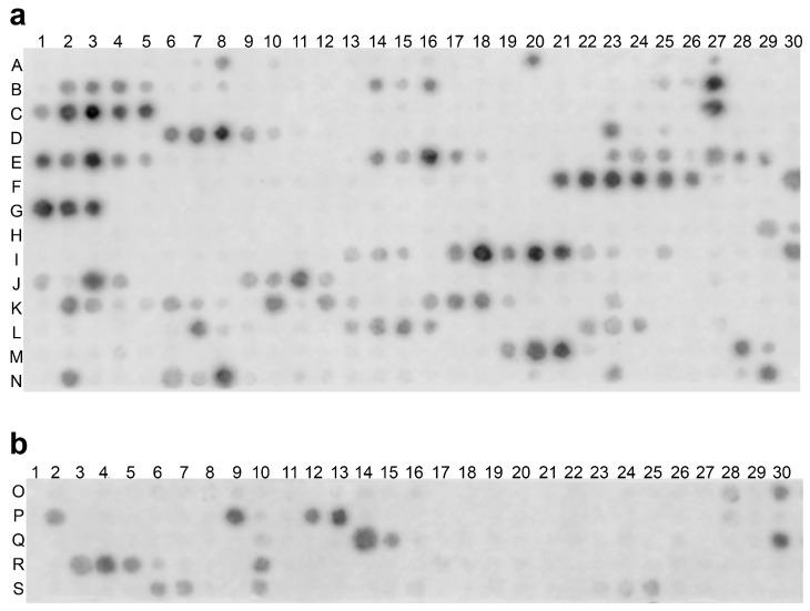 https://cdn.ncbi.nlm.nih.gov/pmc/blobs/05c4/10931652/23b46ffcb857/ijms-25-02477-g002.jpg
