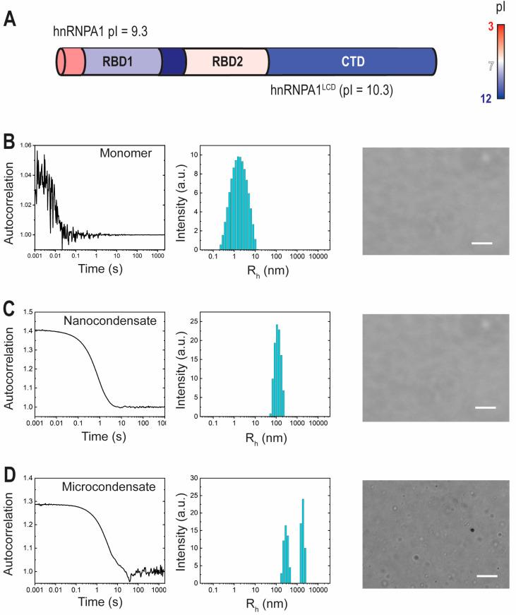 https://cdn.ncbi.nlm.nih.gov/pmc/blobs/05c9/11241569/96df001eada0/ijms-25-06825-g001.jpg