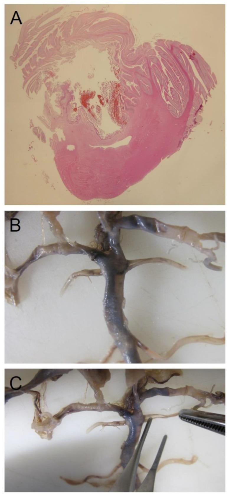 https://cdn.ncbi.nlm.nih.gov/pmc/blobs/05ce/9601975/134f9b5705ad/healthcare-10-01915-g002.jpg