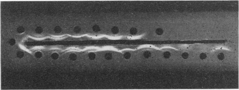 https://cdn.ncbi.nlm.nih.gov/pmc/blobs/05cf/416197/66561df83493/iai00280-0059-b.jpg