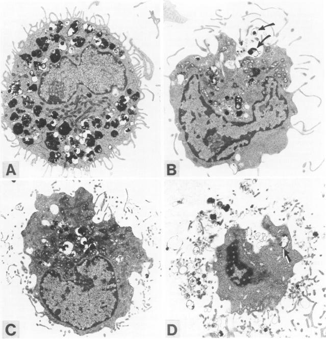 https://cdn.ncbi.nlm.nih.gov/pmc/blobs/05d3/1899657/f8163fefbe54/amjpathol00150-0153-a.jpg
