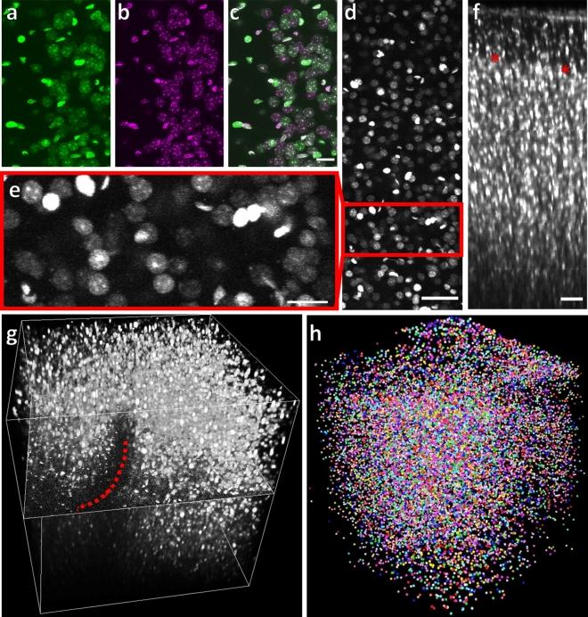 https://cdn.ncbi.nlm.nih.gov/pmc/blobs/05d4/7895945/58f9d8b11fa1/41598_2021_83491_Fig4_HTML.jpg