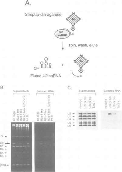 https://cdn.ncbi.nlm.nih.gov/pmc/blobs/05de/401608/436302505a84/emboj00137-0230-b.jpg