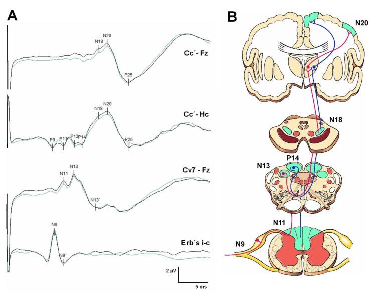 https://cdn.ncbi.nlm.nih.gov/pmc/blobs/05e1/10607909/34f94328703f/jcm-12-06472-g004.jpg