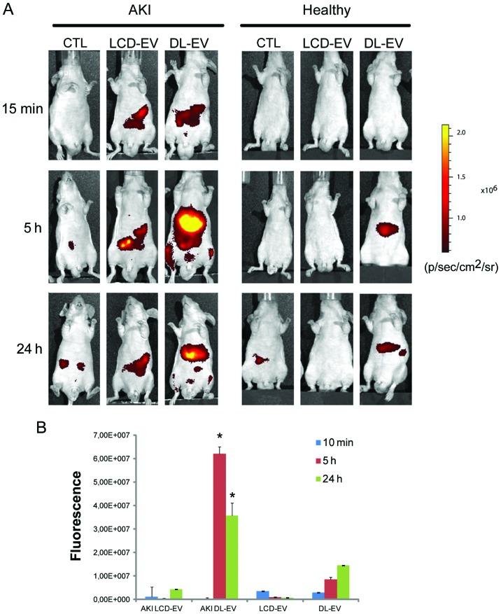 https://cdn.ncbi.nlm.nih.gov/pmc/blobs/05e1/4020482/0924bf29446a/IJMM-33-05-1055-g04.jpg