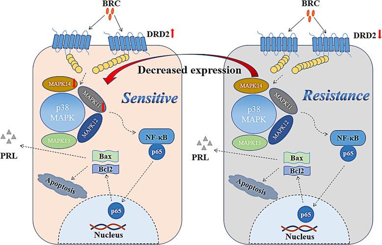 https://cdn.ncbi.nlm.nih.gov/pmc/blobs/05e3/8609849/9dfc2697b1ec/12902_2021_900_Fig8_HTML.jpg