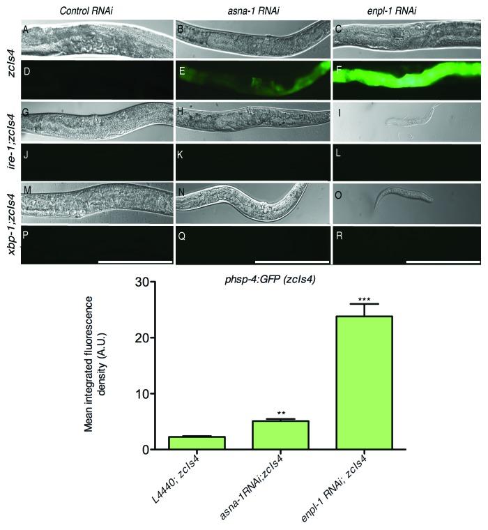 https://cdn.ncbi.nlm.nih.gov/pmc/blobs/05f7/3670465/10122304a446/worm-2-e24059-g3.jpg