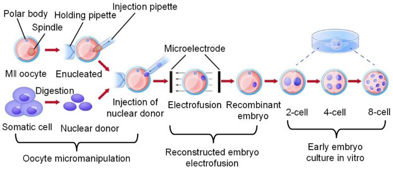 https://cdn.ncbi.nlm.nih.gov/pmc/blobs/05fd/8210615/e72b7aea61e6/thnov11p7391g001.jpg