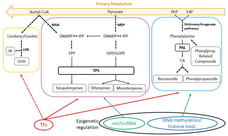 https://cdn.ncbi.nlm.nih.gov/pmc/blobs/0600/7728353/33bc88f515c7/ijms-21-08956-g001.jpg