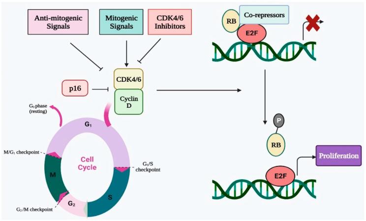 https://cdn.ncbi.nlm.nih.gov/pmc/blobs/0600/9916547/e6afacb7a433/ijms-24-02236-g001.jpg