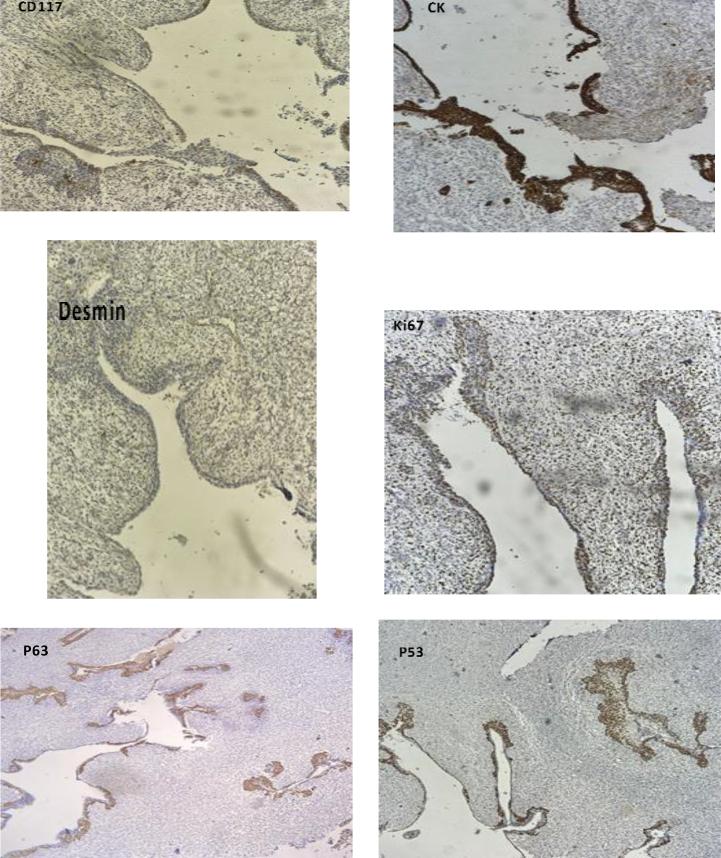https://cdn.ncbi.nlm.nih.gov/pmc/blobs/0605/12309025/c190e2cd3398/gr2.jpg