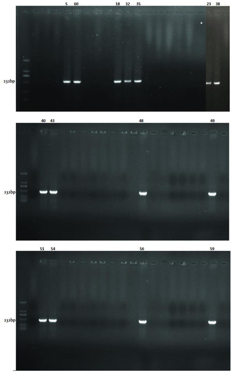 https://cdn.ncbi.nlm.nih.gov/pmc/blobs/0606/7920613/1feb7bc08414/IDR-14-743-g0001.jpg