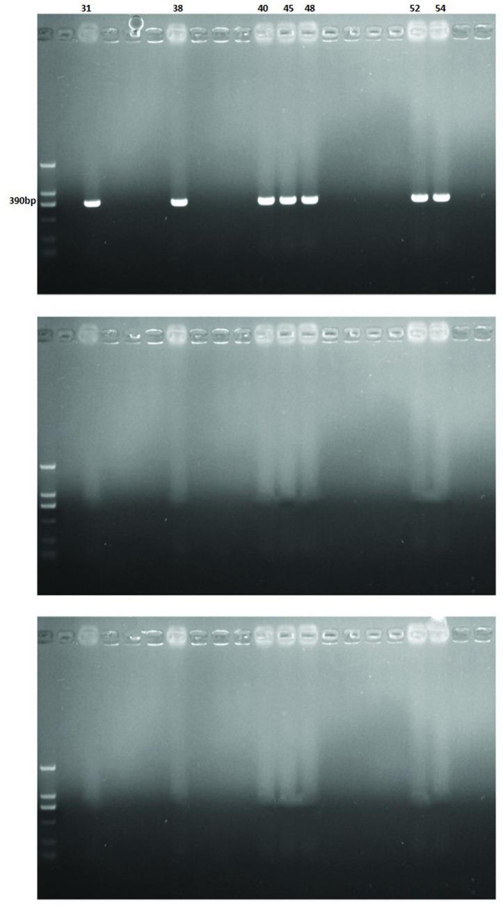 https://cdn.ncbi.nlm.nih.gov/pmc/blobs/0606/7920613/928908645c05/IDR-14-743-g0002.jpg