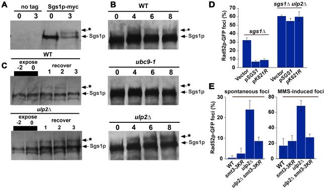 https://cdn.ncbi.nlm.nih.gov/pmc/blobs/060b/3069114/2aebdfea023d/pgen.1001355.g004.jpg