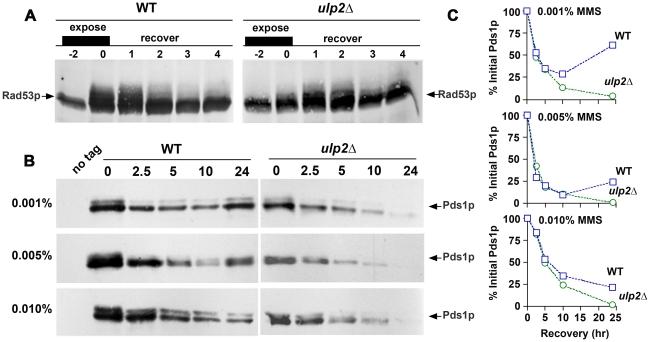 https://cdn.ncbi.nlm.nih.gov/pmc/blobs/060b/3069114/f2d5db7ed355/pgen.1001355.g005.jpg