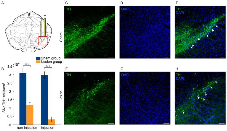 https://cdn.ncbi.nlm.nih.gov/pmc/blobs/060c/11394686/af7b203f0326/ijms-25-09545-g001.jpg