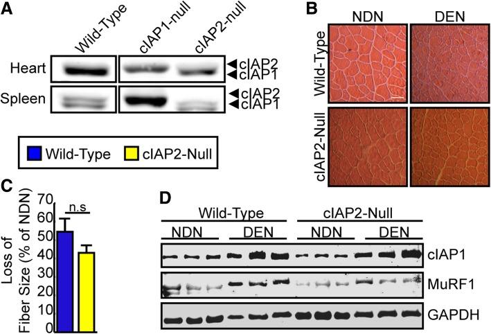https://cdn.ncbi.nlm.nih.gov/pmc/blobs/0617/6533726/abf53783904f/13395_2019_201_Fig4_HTML.jpg