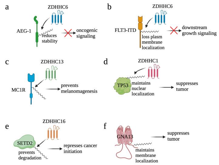 https://cdn.ncbi.nlm.nih.gov/pmc/blobs/061c/10526800/153dca1017d7/cells-12-02209-g006.jpg