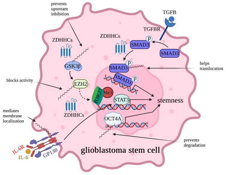 https://cdn.ncbi.nlm.nih.gov/pmc/blobs/061c/10526800/bbaff7fbad95/cells-12-02209-g005.jpg
