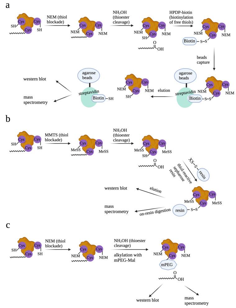 https://cdn.ncbi.nlm.nih.gov/pmc/blobs/061c/10526800/fa865a716f14/cells-12-02209-g002.jpg