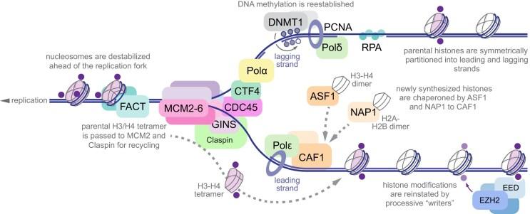 https://cdn.ncbi.nlm.nih.gov/pmc/blobs/061f/12342192/25f7b0a16d44/ugaf026fig2.jpg