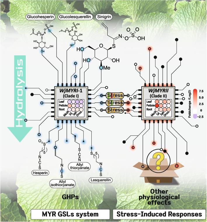 https://cdn.ncbi.nlm.nih.gov/pmc/blobs/0621/11061951/df6e27f04593/12870_2024_5057_Fig6_HTML.jpg