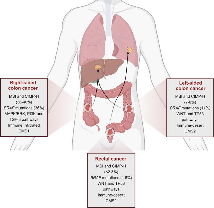https://cdn.ncbi.nlm.nih.gov/pmc/blobs/0622/11784129/80f34c11b847/12943_2025_2232_Fig2_HTML.jpg
