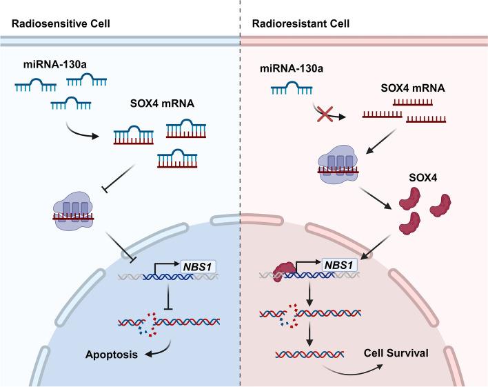 https://cdn.ncbi.nlm.nih.gov/pmc/blobs/0622/11784129/db31e09a47ec/12943_2025_2232_Fig5_HTML.jpg
