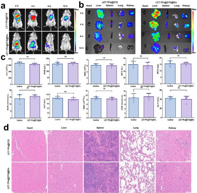 https://cdn.ncbi.nlm.nih.gov/pmc/blobs/0623/12139204/14ed6fe80ffb/12951_2025_3440_Fig7_HTML.jpg