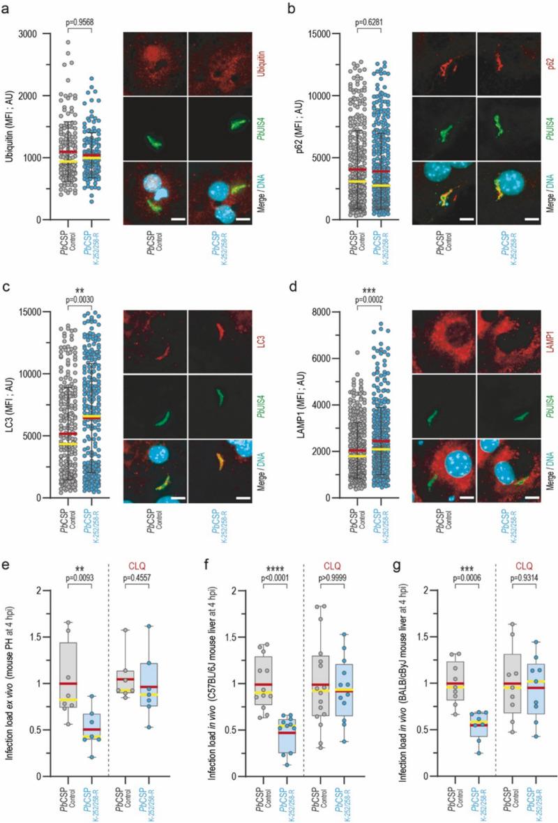 https://cdn.ncbi.nlm.nih.gov/pmc/blobs/0624/12032137/58f558ad6ea9/41598_2025_98294_Fig5_HTML.jpg
