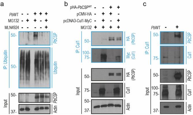 https://cdn.ncbi.nlm.nih.gov/pmc/blobs/0624/12032137/8772cf92caaa/41598_2025_98294_Fig2_HTML.jpg