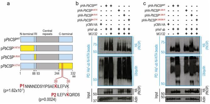 https://cdn.ncbi.nlm.nih.gov/pmc/blobs/0624/12032137/9a70f4bd27a3/41598_2025_98294_Fig3_HTML.jpg