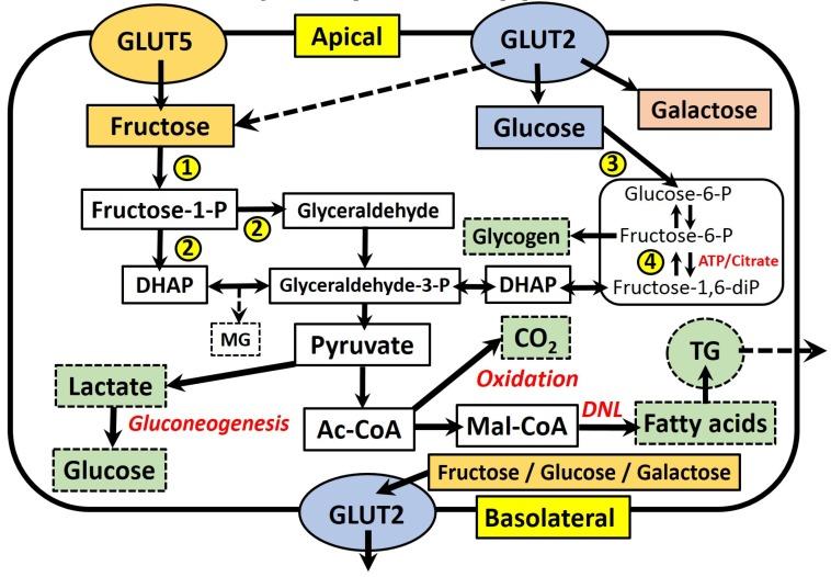 https://cdn.ncbi.nlm.nih.gov/pmc/blobs/0625/5409688/b540cca96297/nutrients-09-00349-g001.jpg