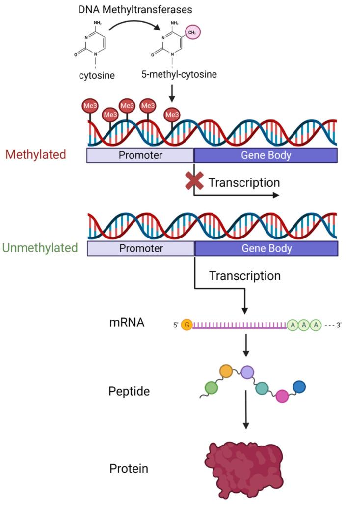 https://cdn.ncbi.nlm.nih.gov/pmc/blobs/0629/10377185/9e58ff03d63f/biomedicines-11-01987-g001.jpg