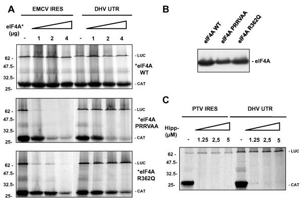 https://cdn.ncbi.nlm.nih.gov/pmc/blobs/0629/3072930/af52b40b3e29/1743-422X-8-147-5.jpg