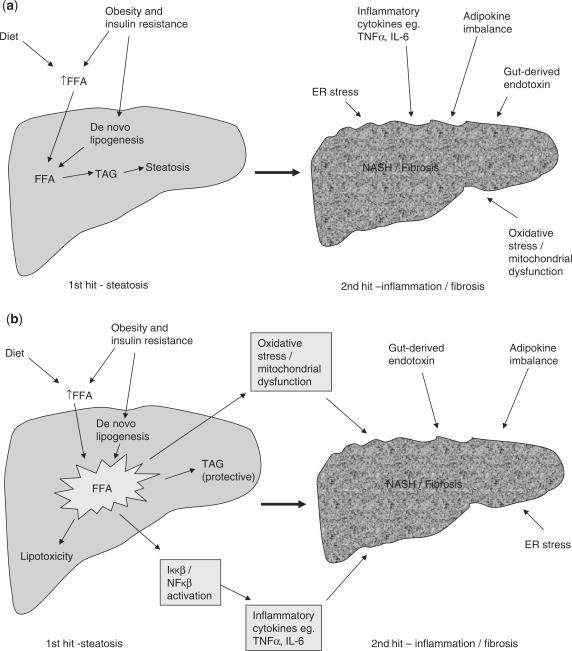 https://cdn.ncbi.nlm.nih.gov/pmc/blobs/062a/2810391/b739a3124326/hcp158f1a.jpg