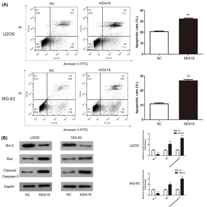https://cdn.ncbi.nlm.nih.gov/pmc/blobs/062a/6294623/71435dda478f/bsr-38-bsr20181501-g3.jpg