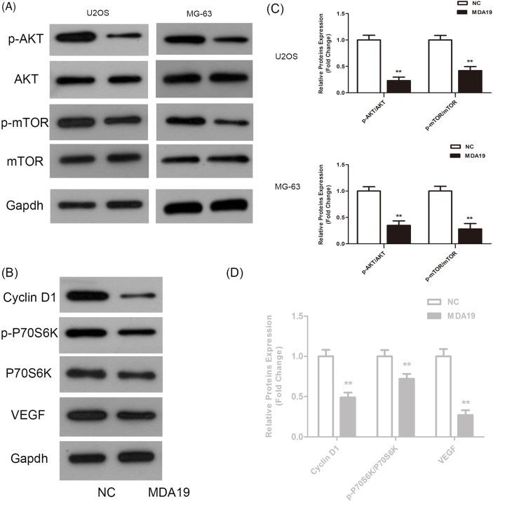 https://cdn.ncbi.nlm.nih.gov/pmc/blobs/062a/6294623/c3aea76e3fdf/bsr-38-bsr20181501-g5.jpg