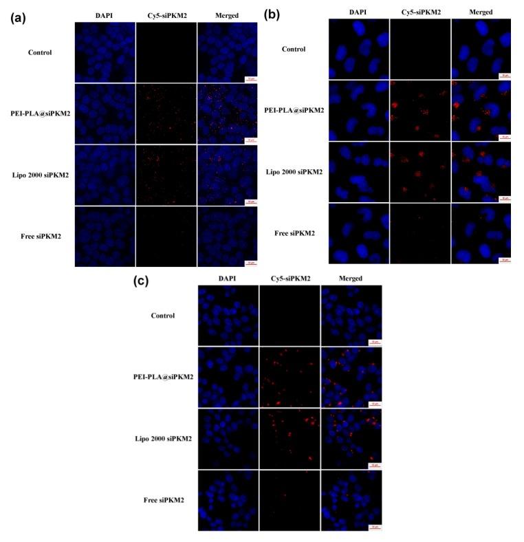 https://cdn.ncbi.nlm.nih.gov/pmc/blobs/062b/7077636/52c8b7362a49/polymers-12-00445-g006.jpg
