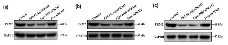 https://cdn.ncbi.nlm.nih.gov/pmc/blobs/062b/7077636/557e6def5c02/polymers-12-00445-g008a.jpg