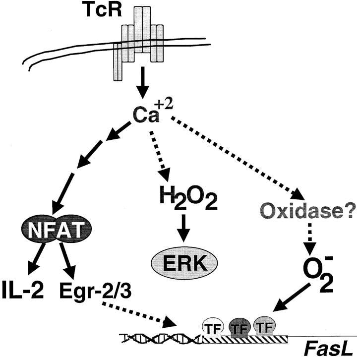 https://cdn.ncbi.nlm.nih.gov/pmc/blobs/0630/2196010/918623faed12/010659f8.jpg