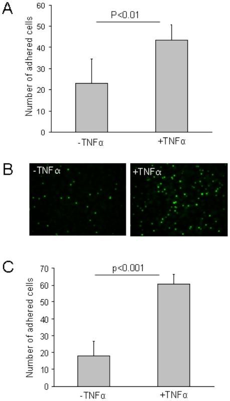 https://cdn.ncbi.nlm.nih.gov/pmc/blobs/0631/3155543/09bb1497c635/pone.0023210.g004.jpg