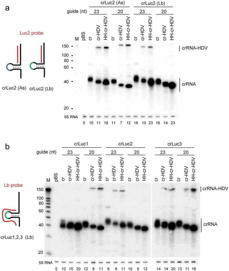 https://cdn.ncbi.nlm.nih.gov/pmc/blobs/0631/6333430/17af1cd6ea51/krnb-15-12-1551703-g003.jpg
