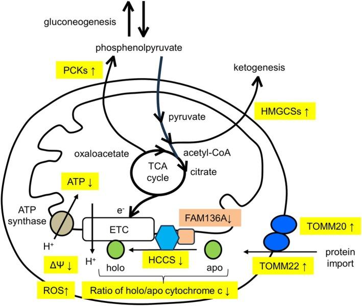 https://cdn.ncbi.nlm.nih.gov/pmc/blobs/0632/12051016/0b97d7e135fd/FEB4-15-738-g007.jpg